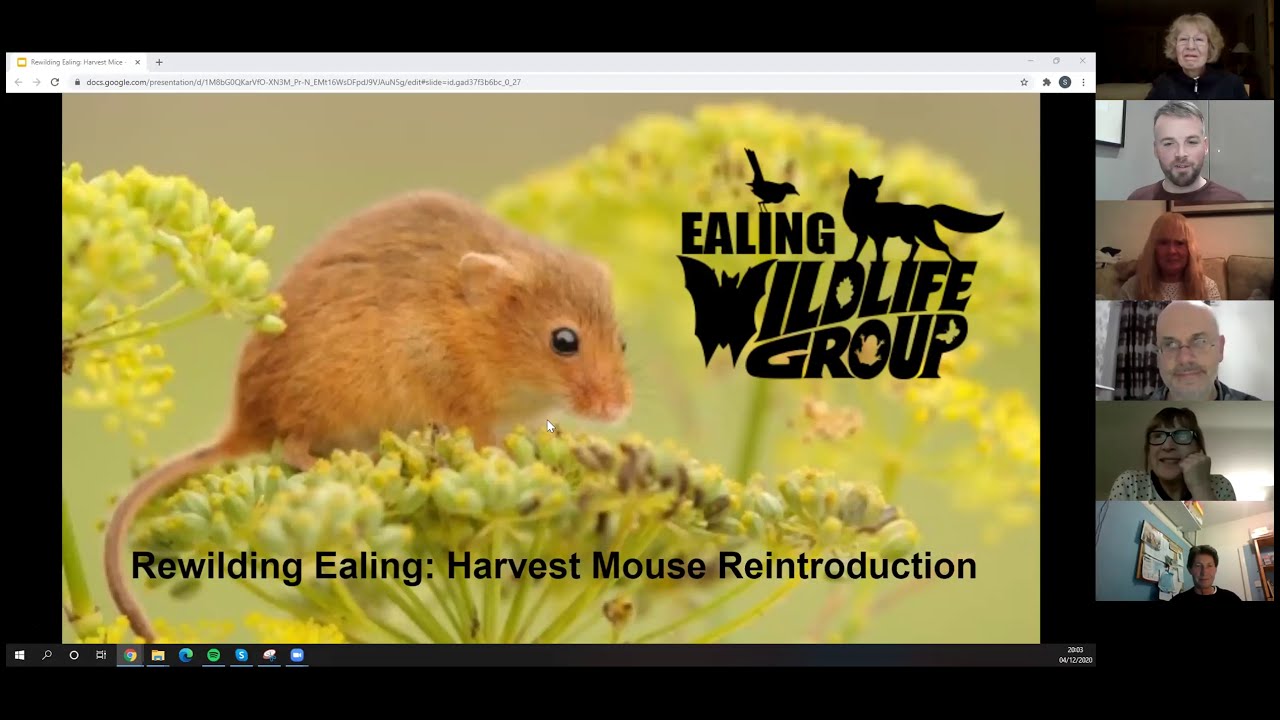 Rewilding Ealing: Harvest Mouse Reintroduction Project