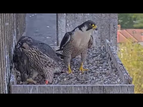 Incredible scenes as our Peregrine Falcon chicks prepare to fly the nest!