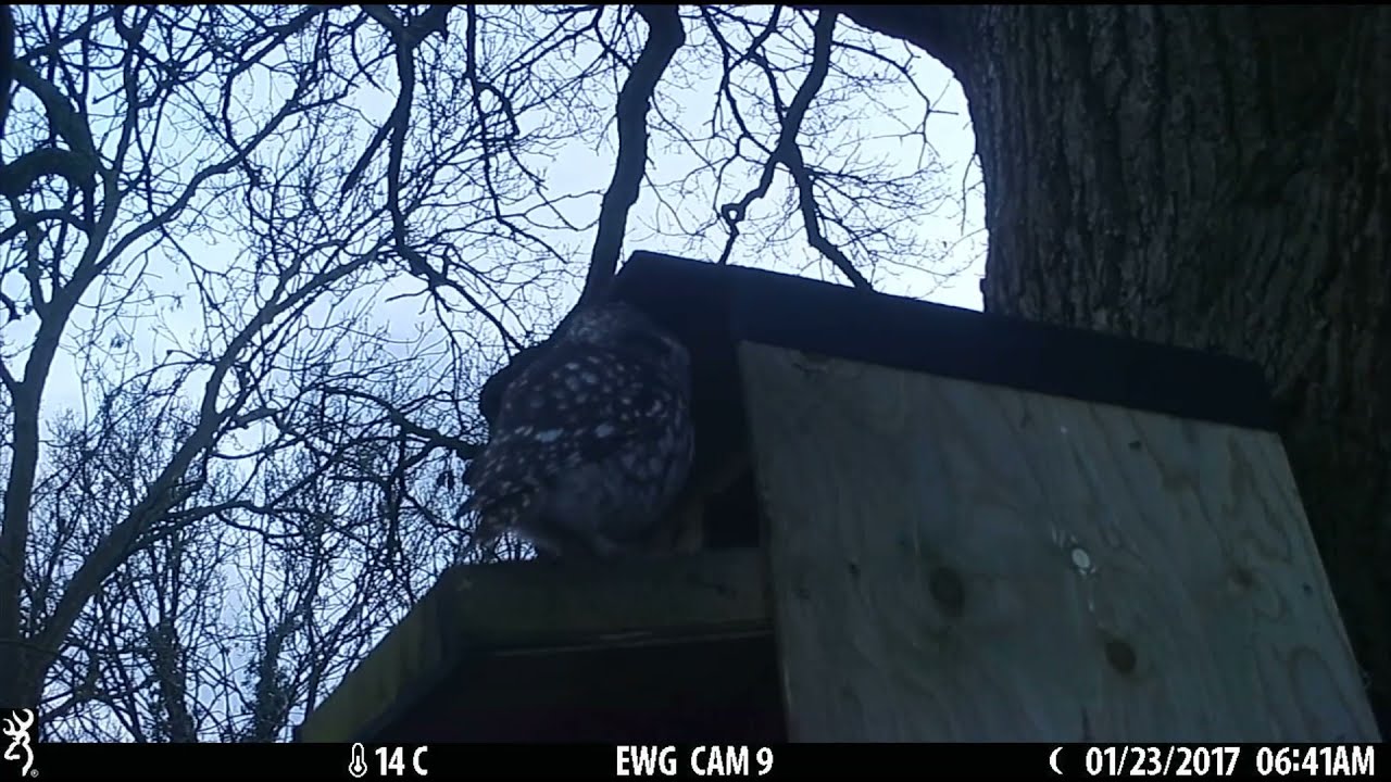 Little Owls have taken over our Barn Owl nest box