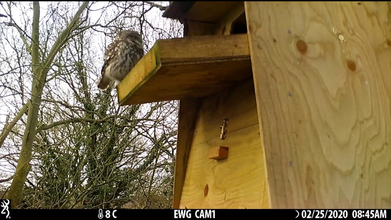 Feisty Little Owls try to evict squirrels from our Barn Owl box!
