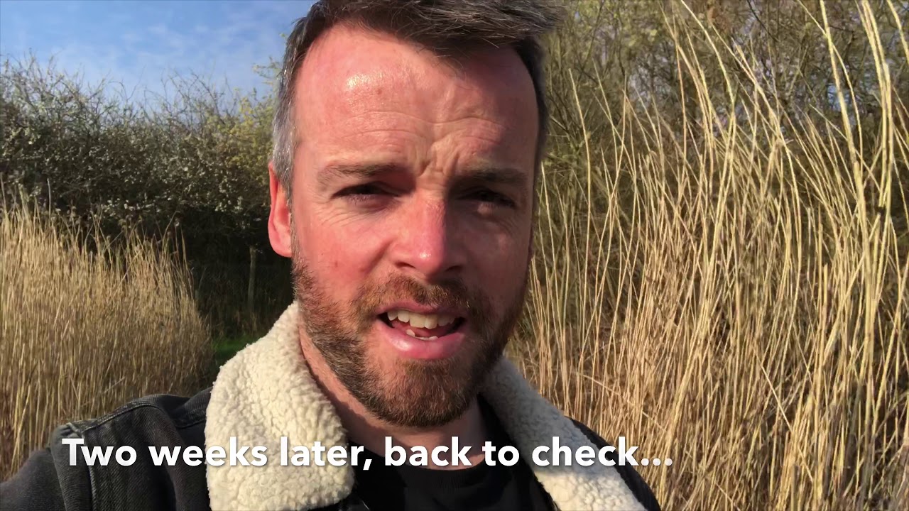 Searching for UK's fastest declining mammal, the Water Vole!