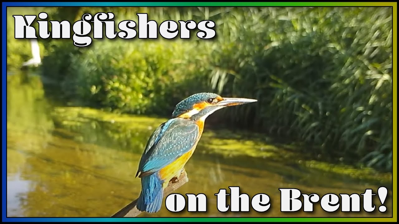 Incredible close up footage of Kingfishers hunting