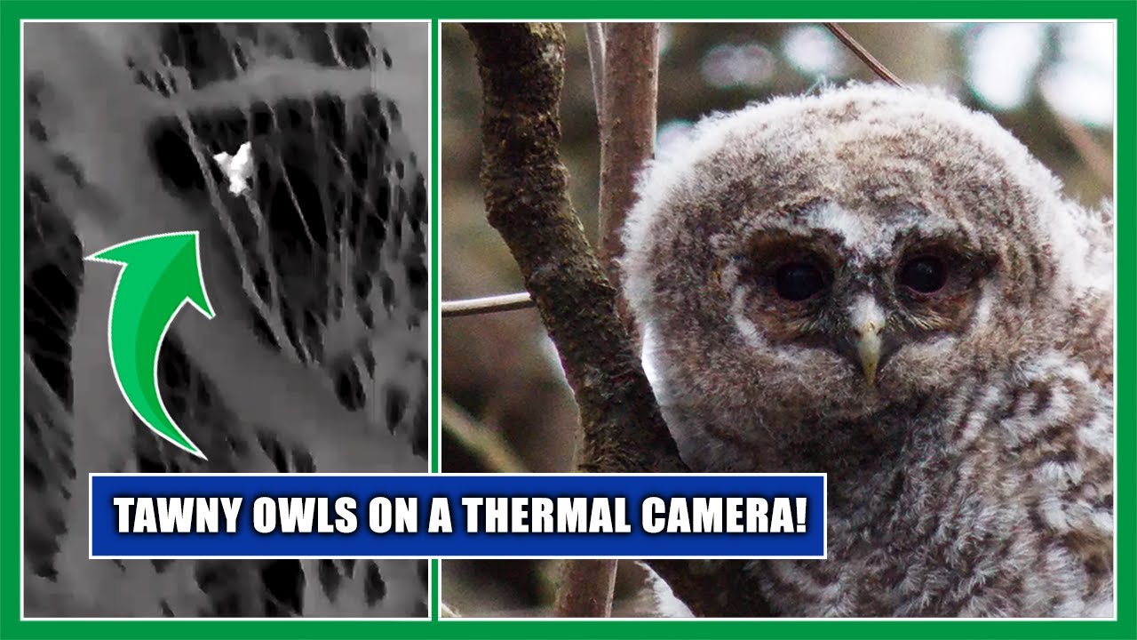 Owls in the Dark! Unbelievable night time footage with a thermal camera!