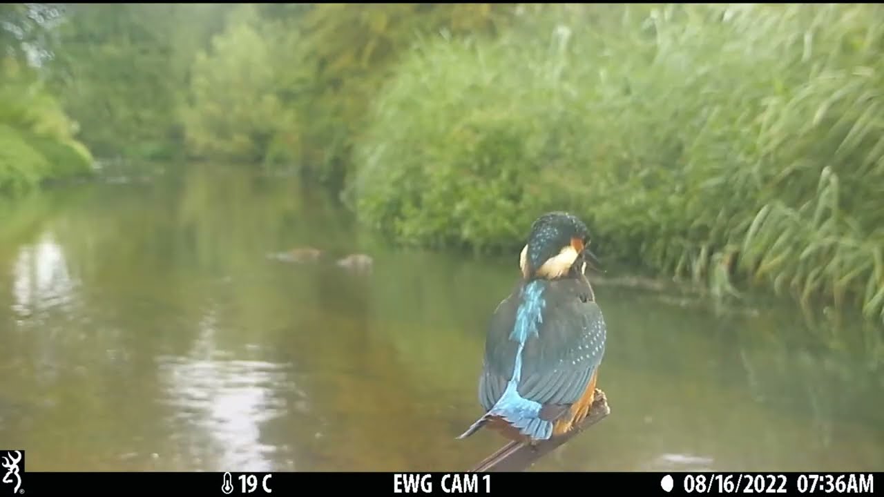 We lost our camera in a flood, but look what was on it when we found it again! Kingfishers!