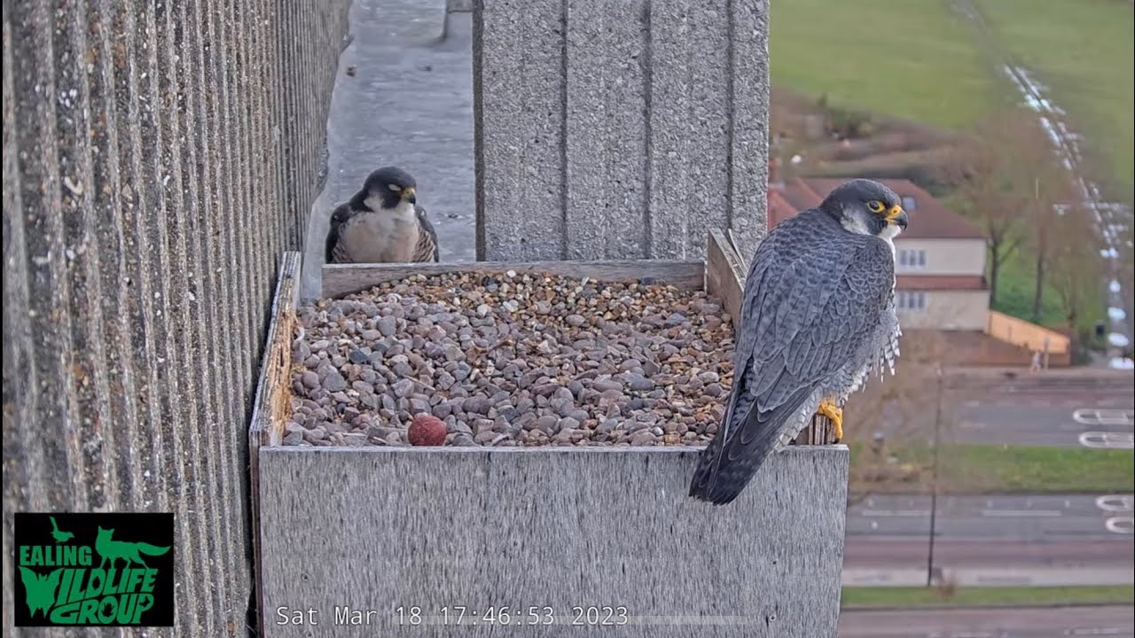Our Peregrine Falcon’s laid an egg!