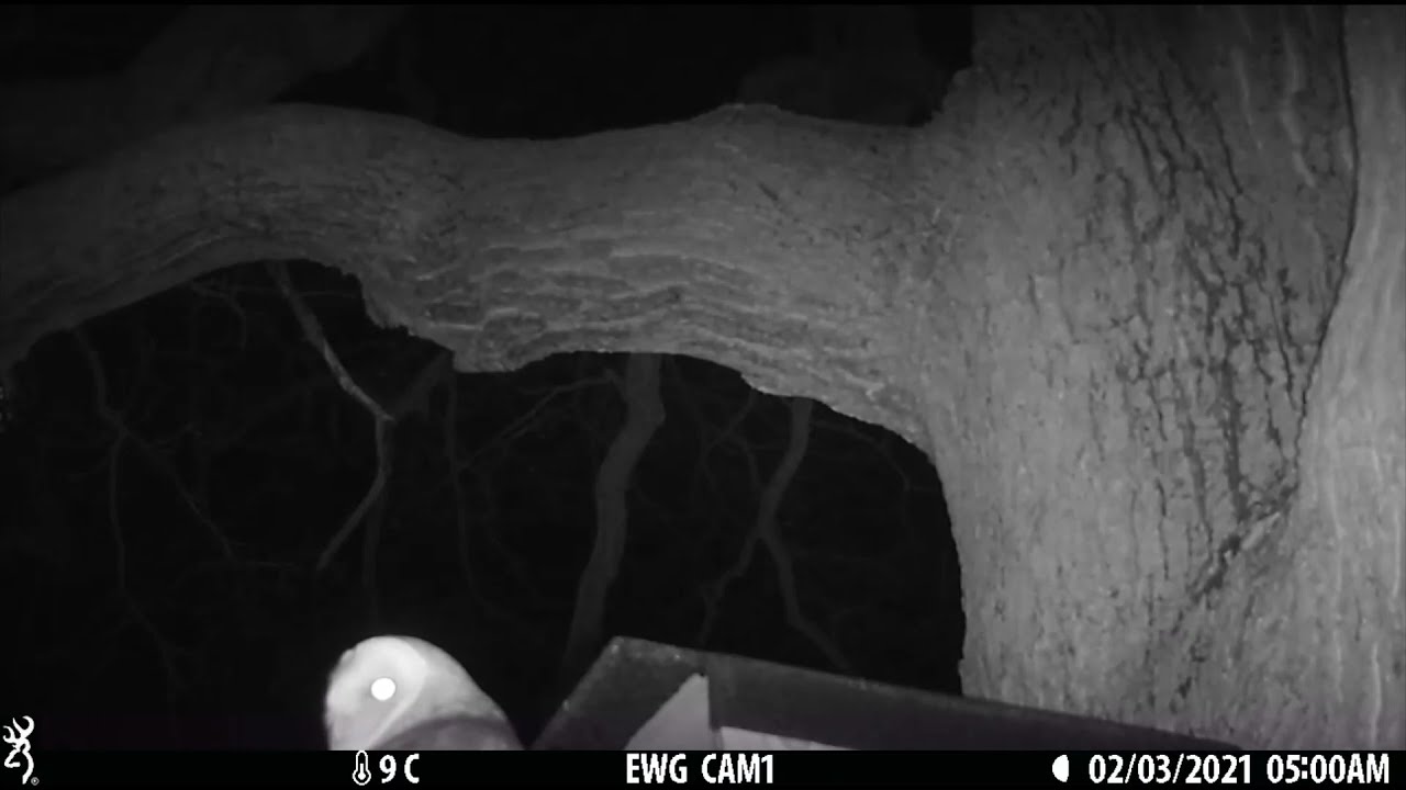 Battle of three owl species for our nest box