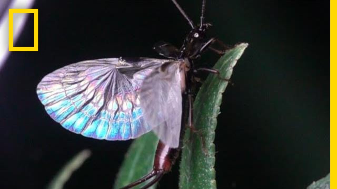 Earwig Wings are Origami-Like | National Geographic