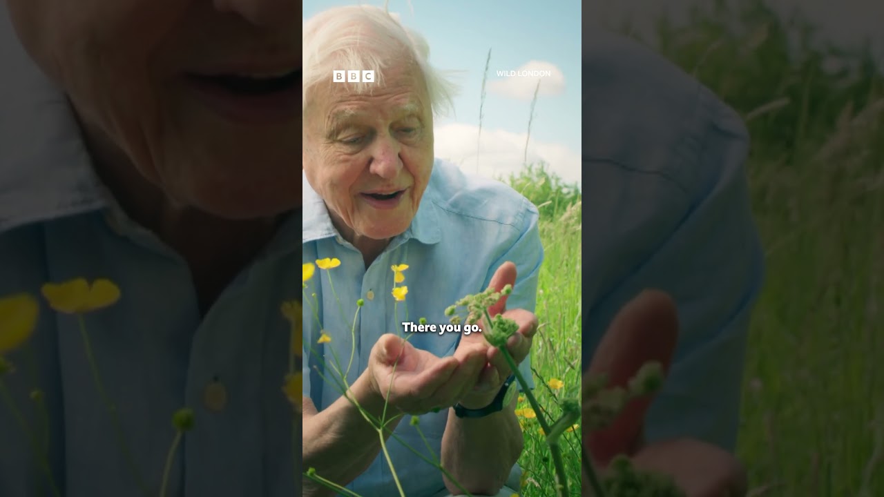 Sir David Attenborough welcomes a harvest mouse to its new home 🐭  - BBC