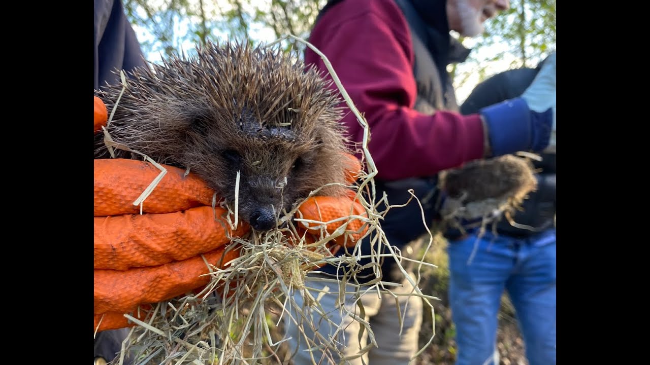 Our rescue Hedgehogs are back in the wild, with a little help!