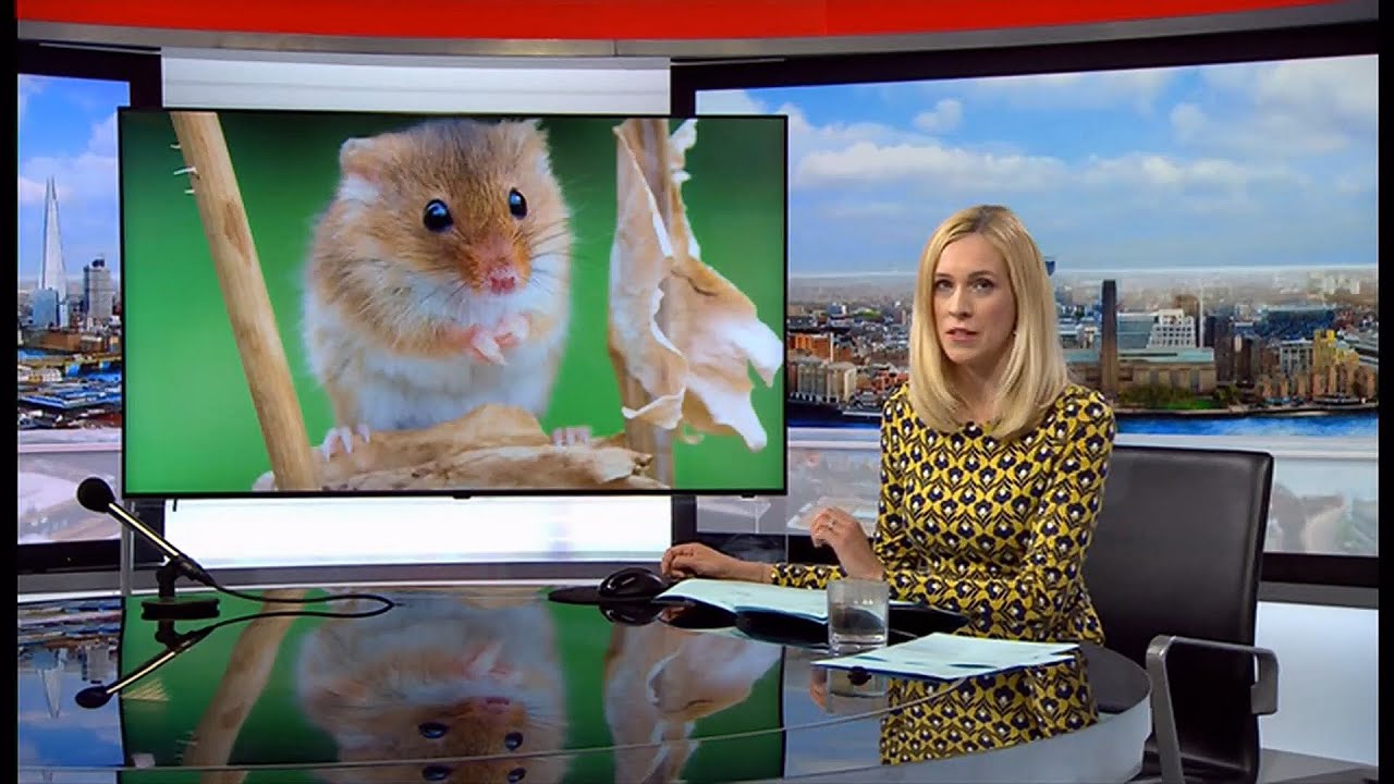 Harvest mice reintroduced into London from Scotland (UK) - BBC London News - 2nd August 2021