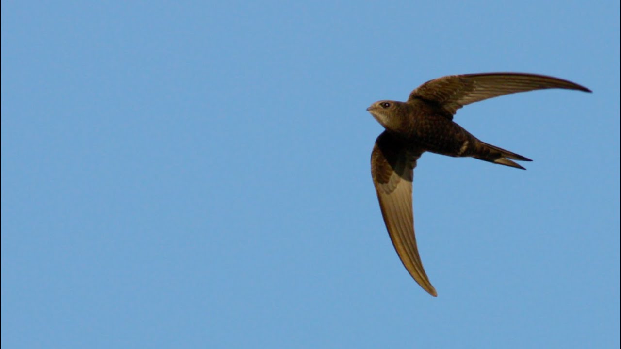 Ealing Swifts