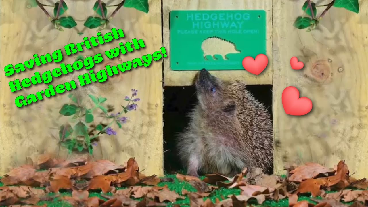 Save our Hedgehogs with garden highways!