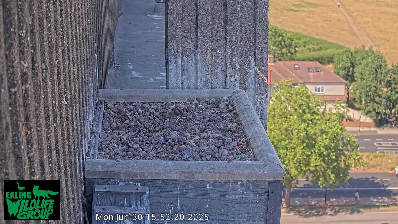 Watch Ealing’s Peregrine Falcons live on our webcam!