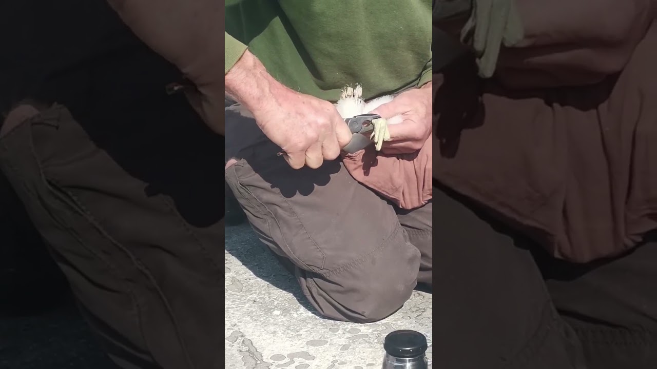 Peregrine Ringing Day!