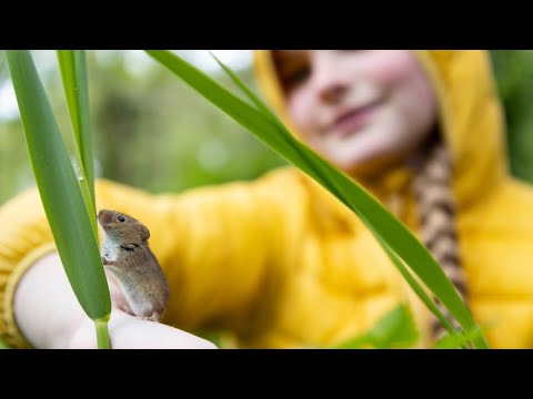 150 tiny Harvest Mice set free into the wild!