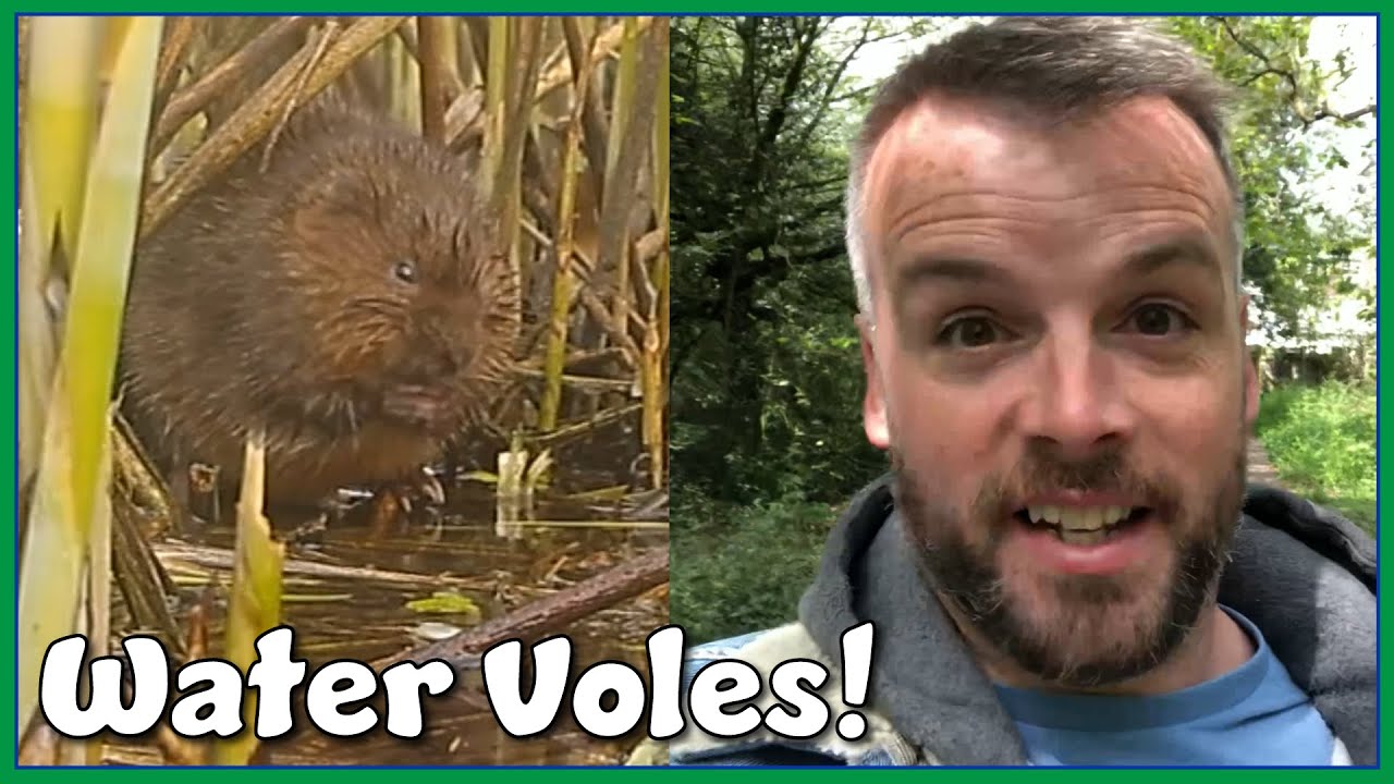Water Voles: clinging on in the River Crane