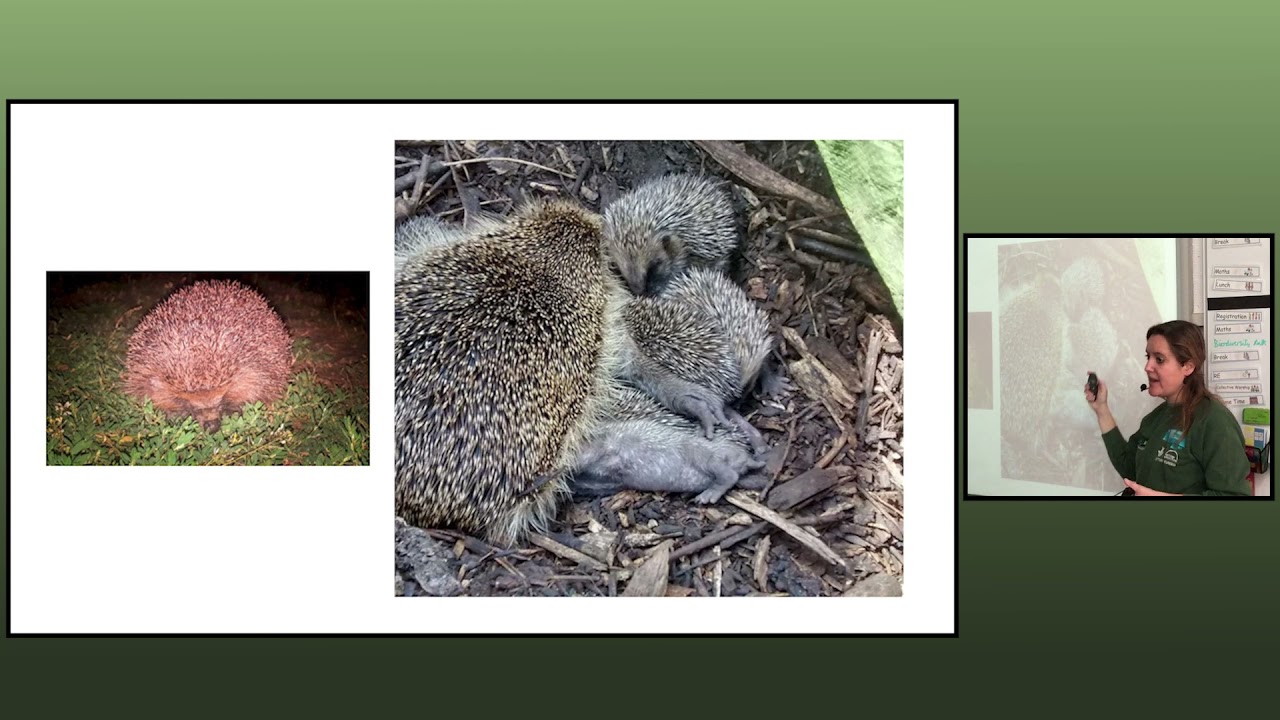 Awesome Ealing Animals Biodiversity Talk