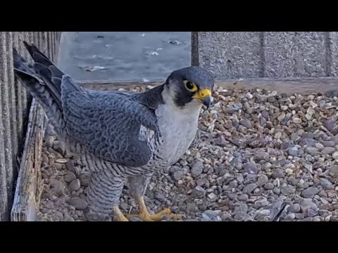Peregrine courtship and nest scrape highlights Feb 2022