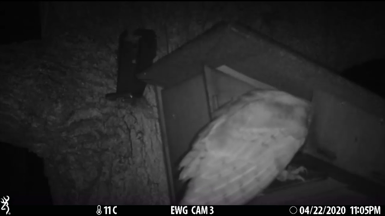 A Barn Owl shows up at our Little Owl Box