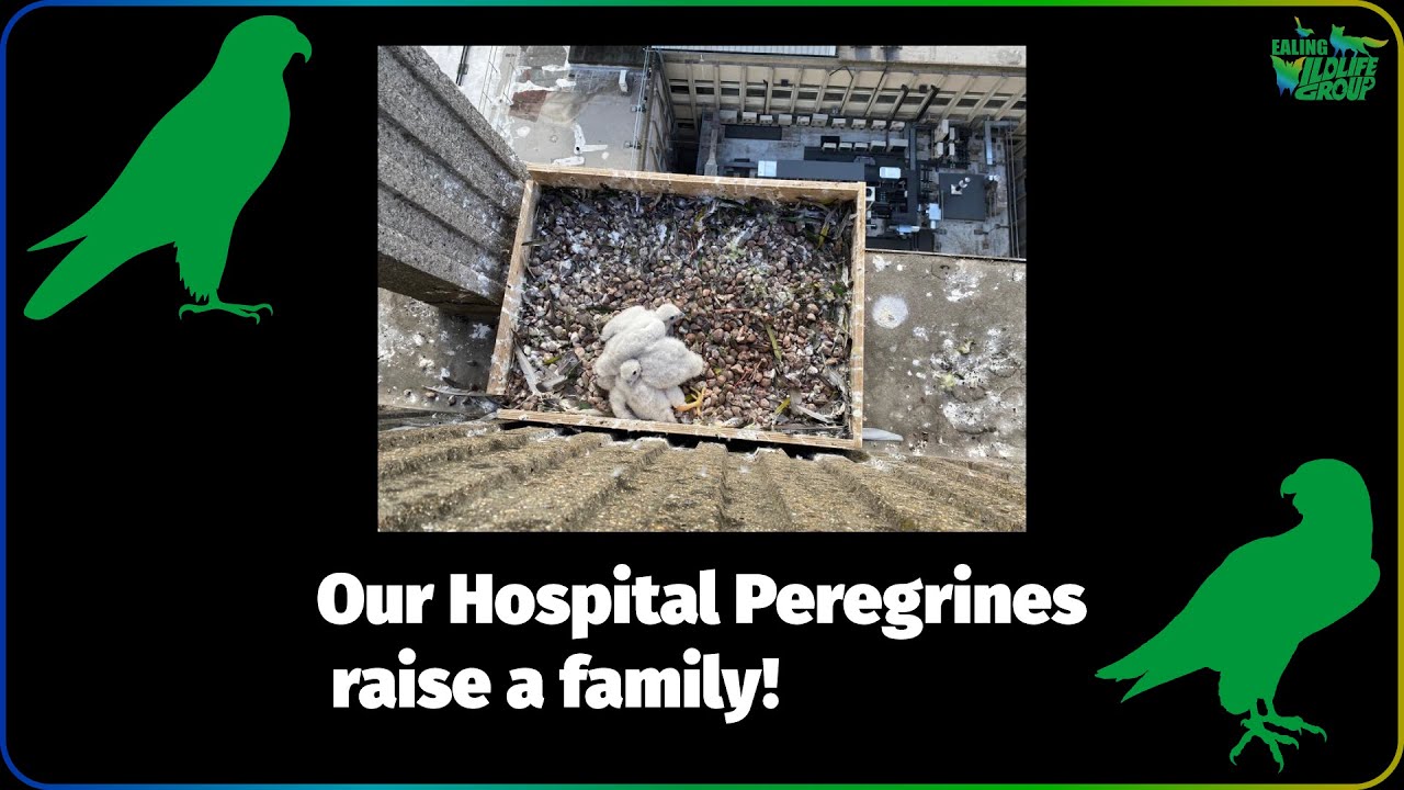 Our peregrine falcons raise a family in front of our eyes!